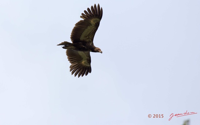 082 LOANGO 2 Tassi le Bungalow Principal Oiseau Aves Palmiste Africain Gypohierax angolensis Juvenile en Vol 15E5K3IMG_106424wtmk.jpg